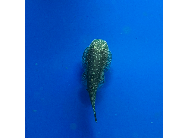 Гастромизон ктеноцефалус (Gastromyzon ctenocephalus)