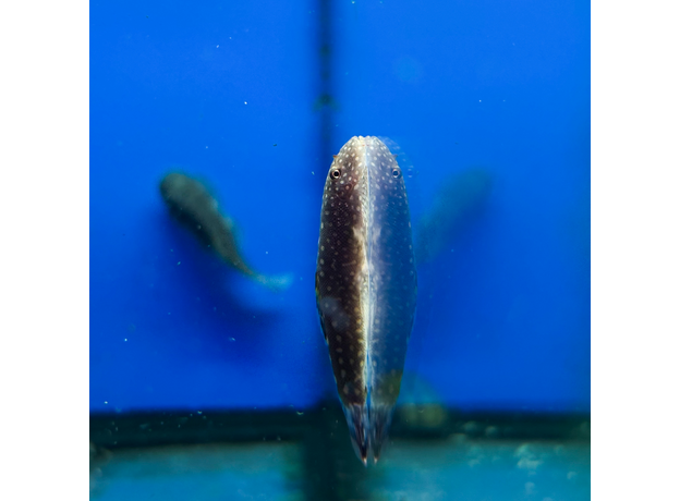 Гастромизон ктеноцефалус (Gastromyzon ctenocephalus)