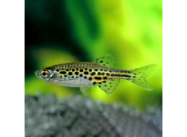 Данио Золотые колечки (Brachydanio tinwinii)