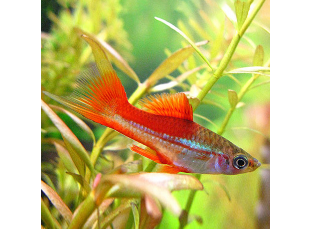 Меченосец ананасовый (Xiphophorus helleri sp.)