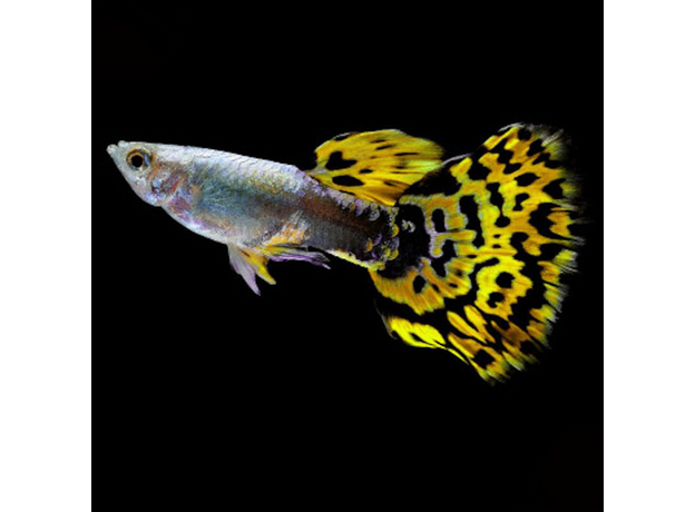 Гуппи Леопард (самка) (Poecilia reticulata)