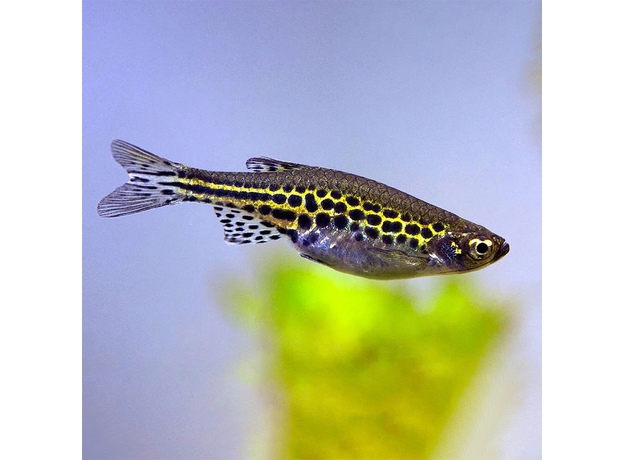 Данио Золотые колечки (Brachydanio tinwinii)