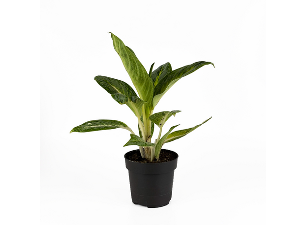 Аглаонема (Aglaonema) 10'