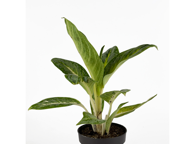 Аглаонема (Aglaonema) 10'