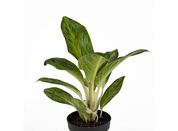 Аглаонема (Aglaonema) 10'