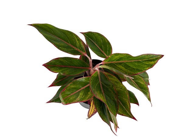 Аглаонема (Aglaonema) 10'