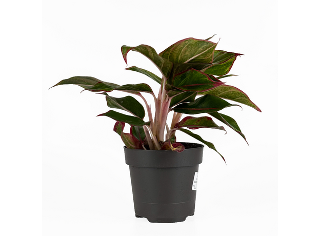 Аглаонема (Aglaonema) 10'