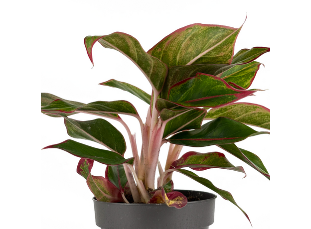 Аглаонема (Aglaonema) 10'