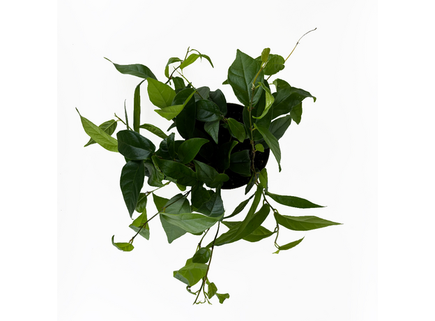 Фикус стреловидный (Ficus Sagittata)
