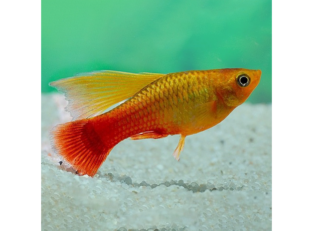 Пецилия мультиколор высокоплавничная (Xiphophorus variatus) Пецилия мультиколор высокоплавничная (Xiphophorus variatus)