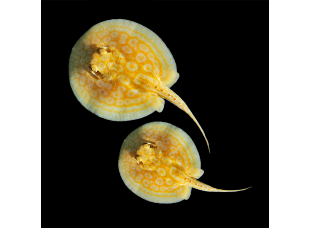 Скат моторо альбинос (самка) (Potamotrygon motoro)