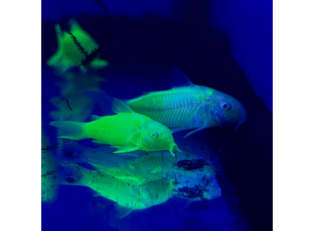 Сом Коридорас GLO зеленый (Corydoras aeneus)