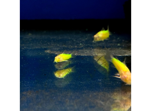 Сом Коридорас GLO зеленый (Corydoras aeneus)