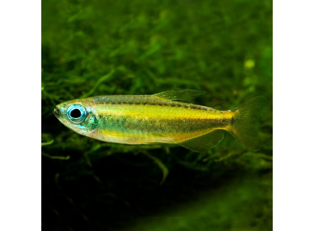 Конго голубоглазый (Phenacogrammus Aurantiacus)