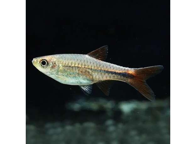 Расбора лакримула (Rasbora lacrimula)