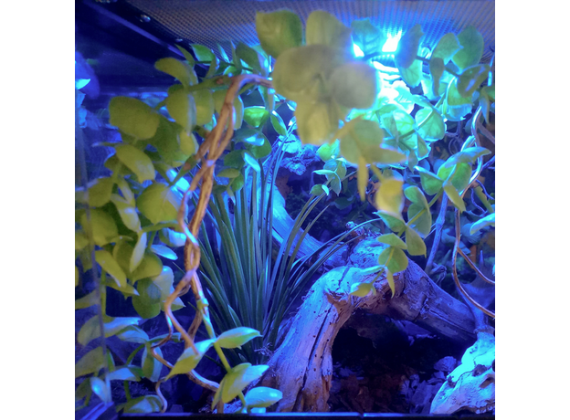 Террариумный комплект "Мирквуд" Террариумный комплект "Мирквуд"