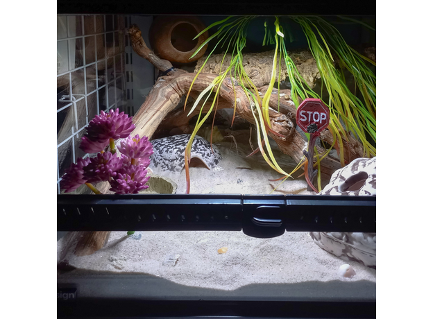 Террариумный комплект "Кокетливый Рак" Террариумный комплект "Кокетливый Рак"