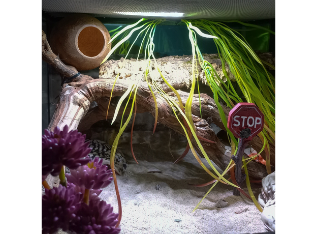 Террариумный комплект "Кокетливый Рак" Террариумный комплект "Кокетливый Рак"