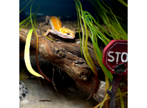 Террариумный комплект "Кокетливый Рак" Террариумный комплект "Кокетливый Рак"