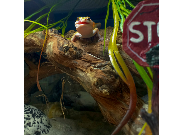 Террариумный комплект "Кокетливый Рак" Террариумный комплект "Кокетливый Рак"