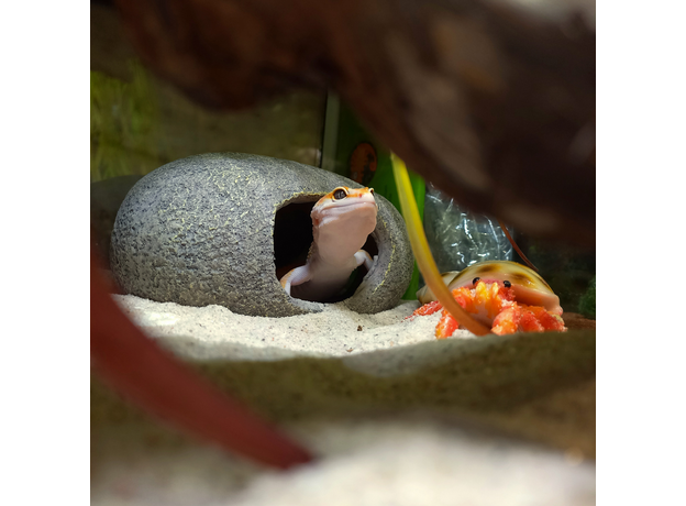 Террариумный комплект "Кокетливый Рак" Террариумный комплект "Кокетливый Рак"