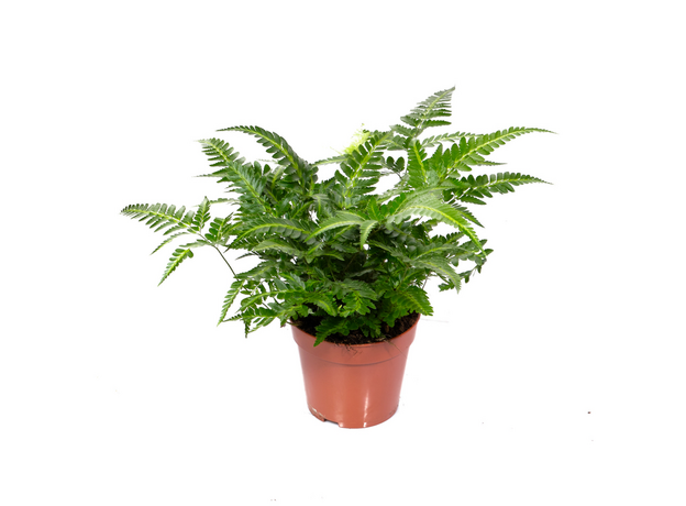 Румора Адиантиформис Румора Адиантиформис