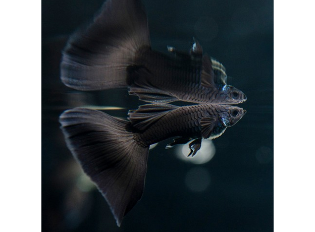 Гуппи Черные full black (самец) (Poecilia reticulata)