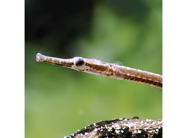 Рыба-игла (Microphis brachyurus)