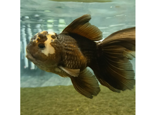 Золотая рыбка Оранда панда SM (Carassius auratus var.)