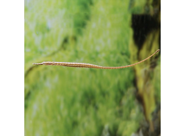 Рыба-игла (Microphis brachyurus)