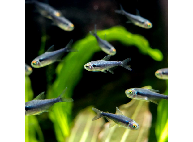 Неон черный бриллиантовый (Hyphessobrycon herbertaxelrodi)