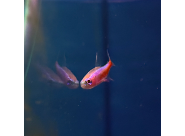 Неон красный альбинос (Paracheirodon axelrodi var. albino) Неон красный альбинос (Paracheirodon axelrodi var. albino)