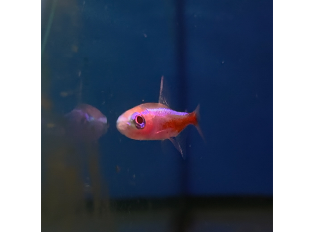 Неон красный альбинос (Paracheirodon axelrodi var. albino) Неон красный альбинос (Paracheirodon axelrodi var. albino)