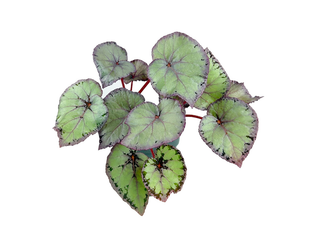 Бегония Белиф Микс Бегония Белиф Микс