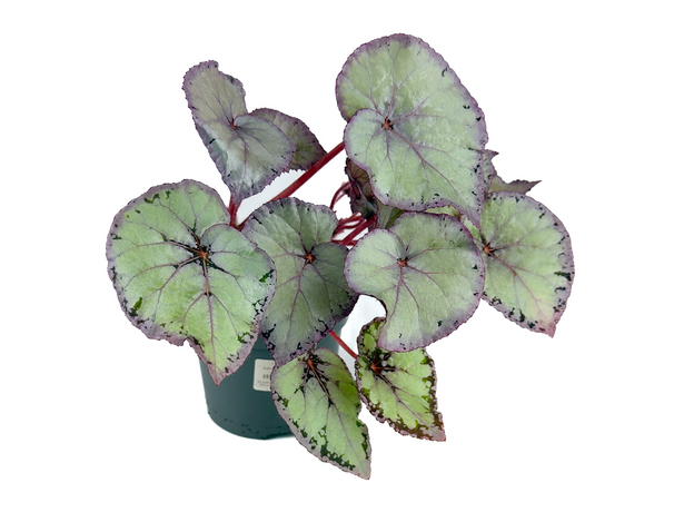 Бегония Белиф Микс Бегония Белиф Микс