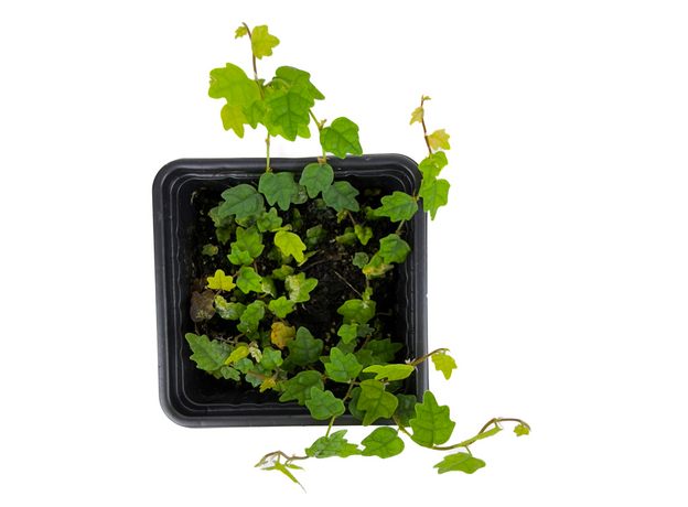Фикус дуболистный (pumila quercifolia) СВ