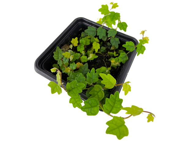 Фикус дуболистный (pumila quercifolia) СВ