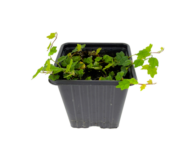 Фикус дуболистный (pumila quercifolia) СВ