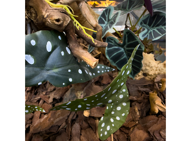 Террариумный комплект "Большие Сучья" Террариумный комплект "Большие Сучья"