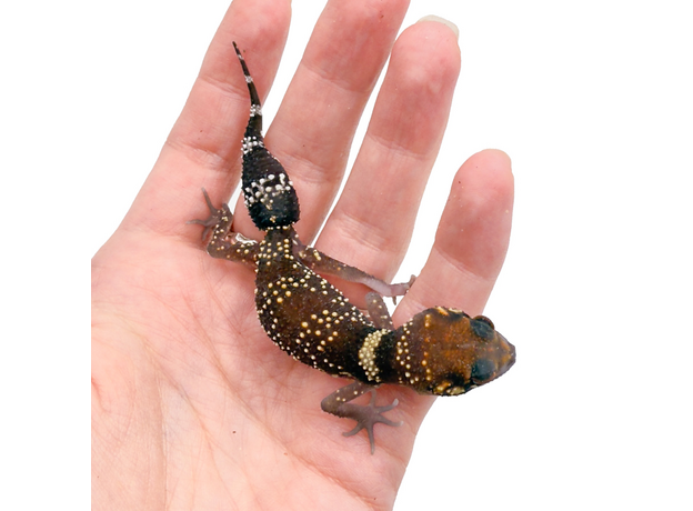 Геккон австралийский толстохвостый, S