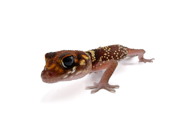 Геккон австралийский толстохвостый, S