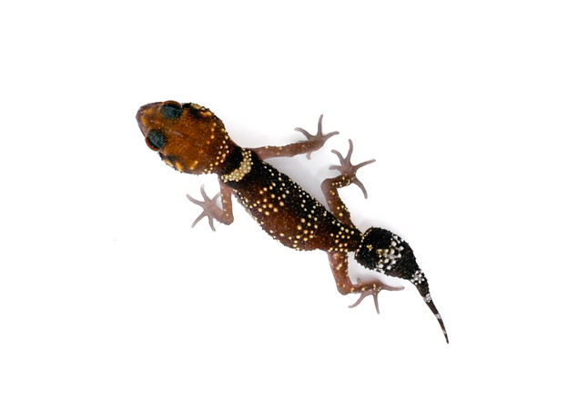 Геккон австралийский толстохвостый, S