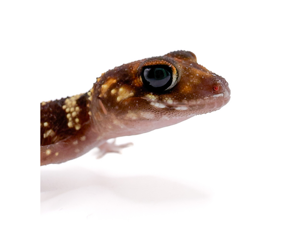 Геккон австралийский толстохвостый, S