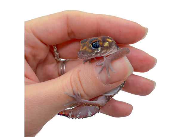 Геккон австралийский толстохвостый, S