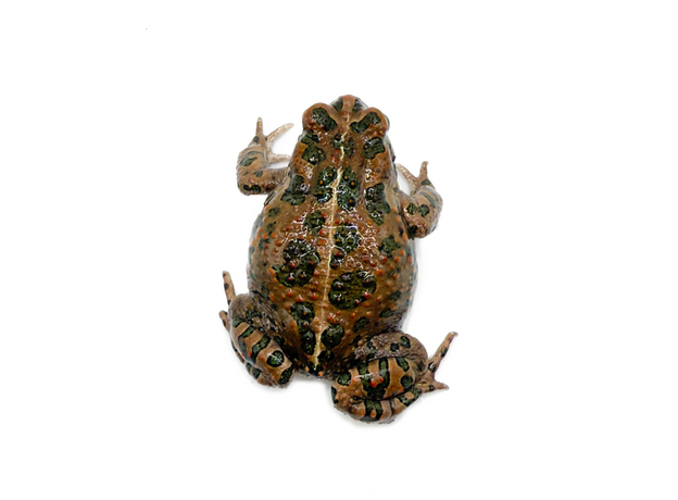 Жаба Буланже M