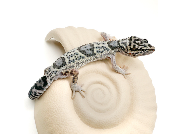 Эублефар иранский, М Эублефар иранский, М