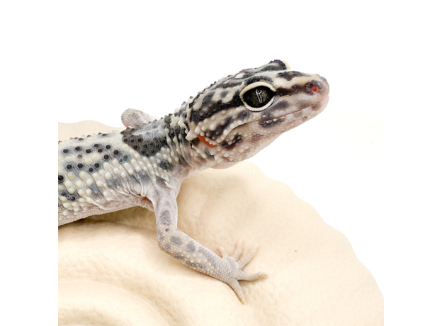 Эублефар иранский, М Эублефар иранский, М