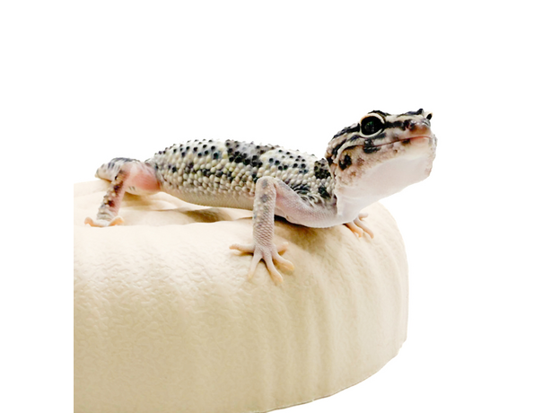 Эублефар иранский, М Эублефар иранский, М