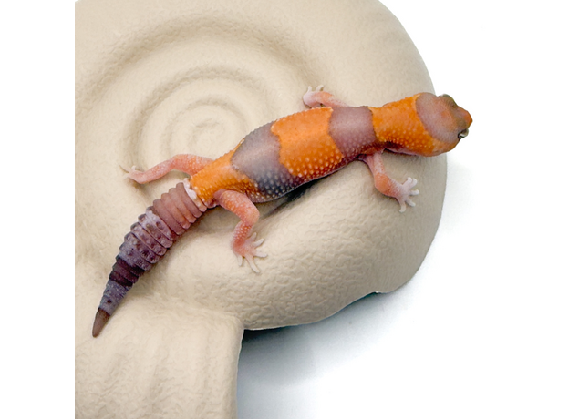 Гемитеконикс толстохвостый, Amel / caramel