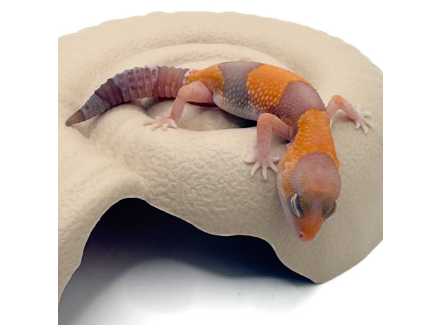 Гемитеконикс толстохвостый, Amel / caramel